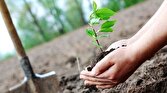 ۴ هزار میلیاردتومان اعتبار برای کاشت درخت نیاز داریم