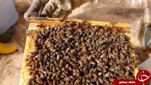 صادرات ۱۷۰۰ تن عسل به کشور‌های همسایه